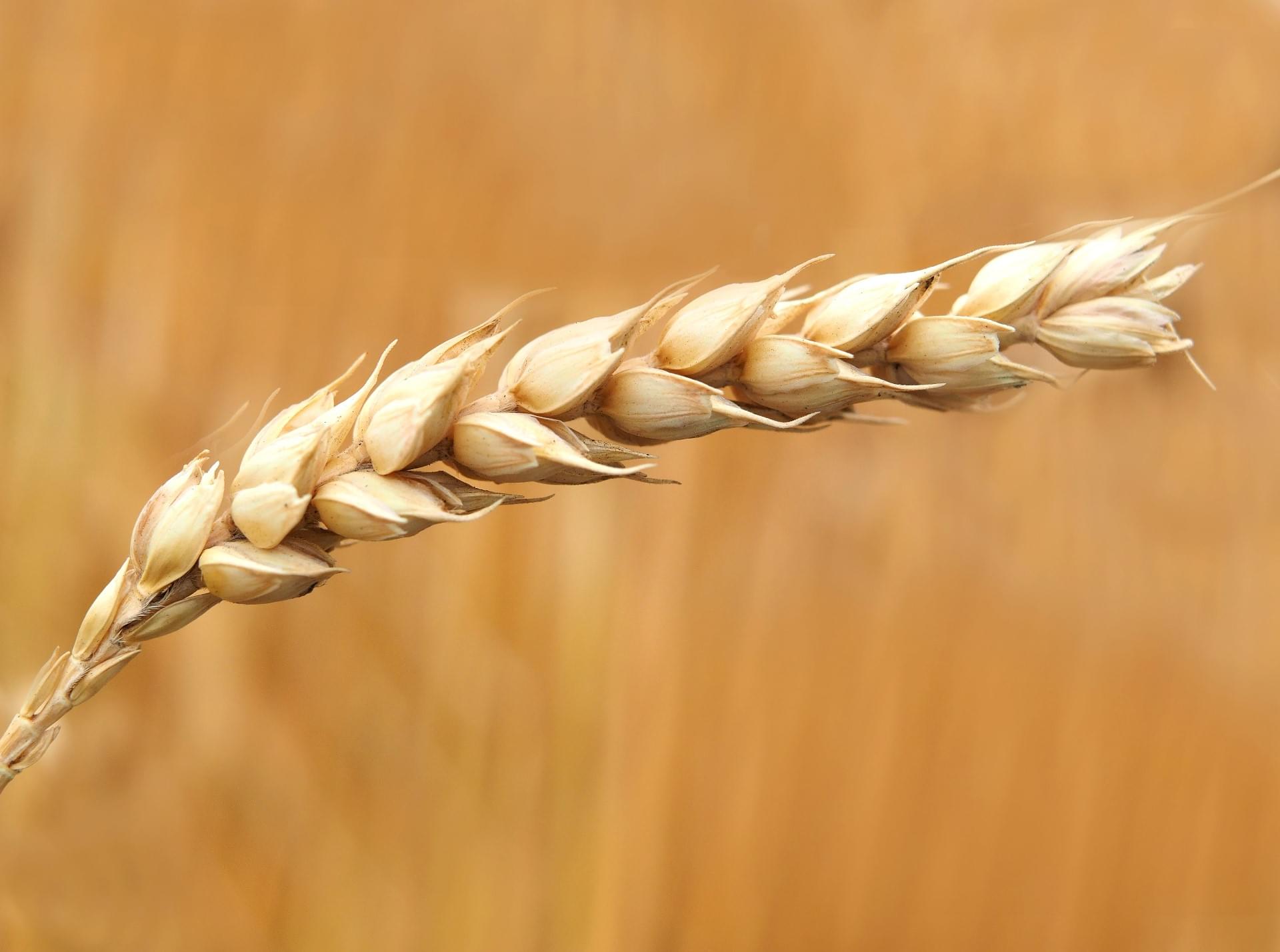 Агродрон кропить сількогосподарські культури