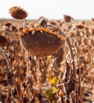 Десикація дронами