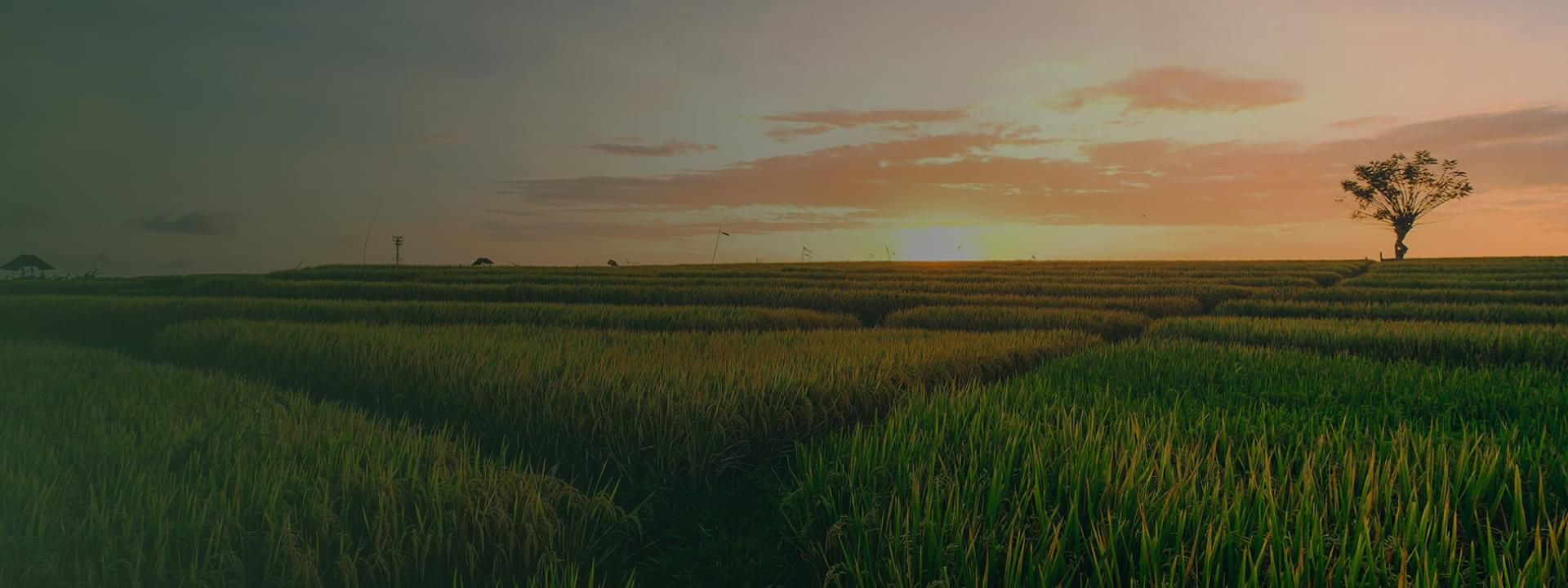Бекграунд, зображення полів та сільськогосподарських культур для обробки агро дронами